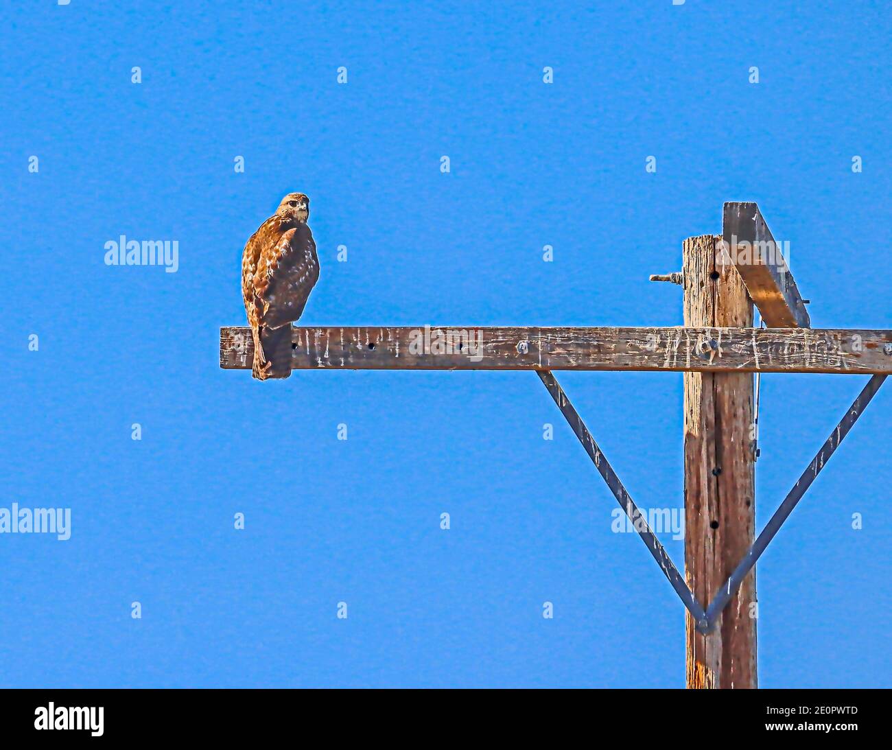 Hawk (Accipitridae) possibly juvenile Red Tailed Hawk, on a utility