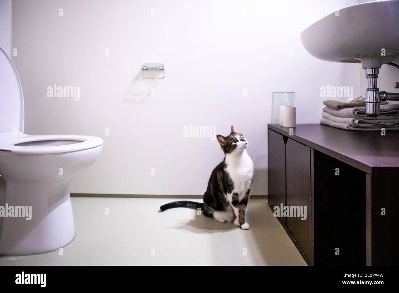 Cat wc hi-res stock photography and images - Alamy