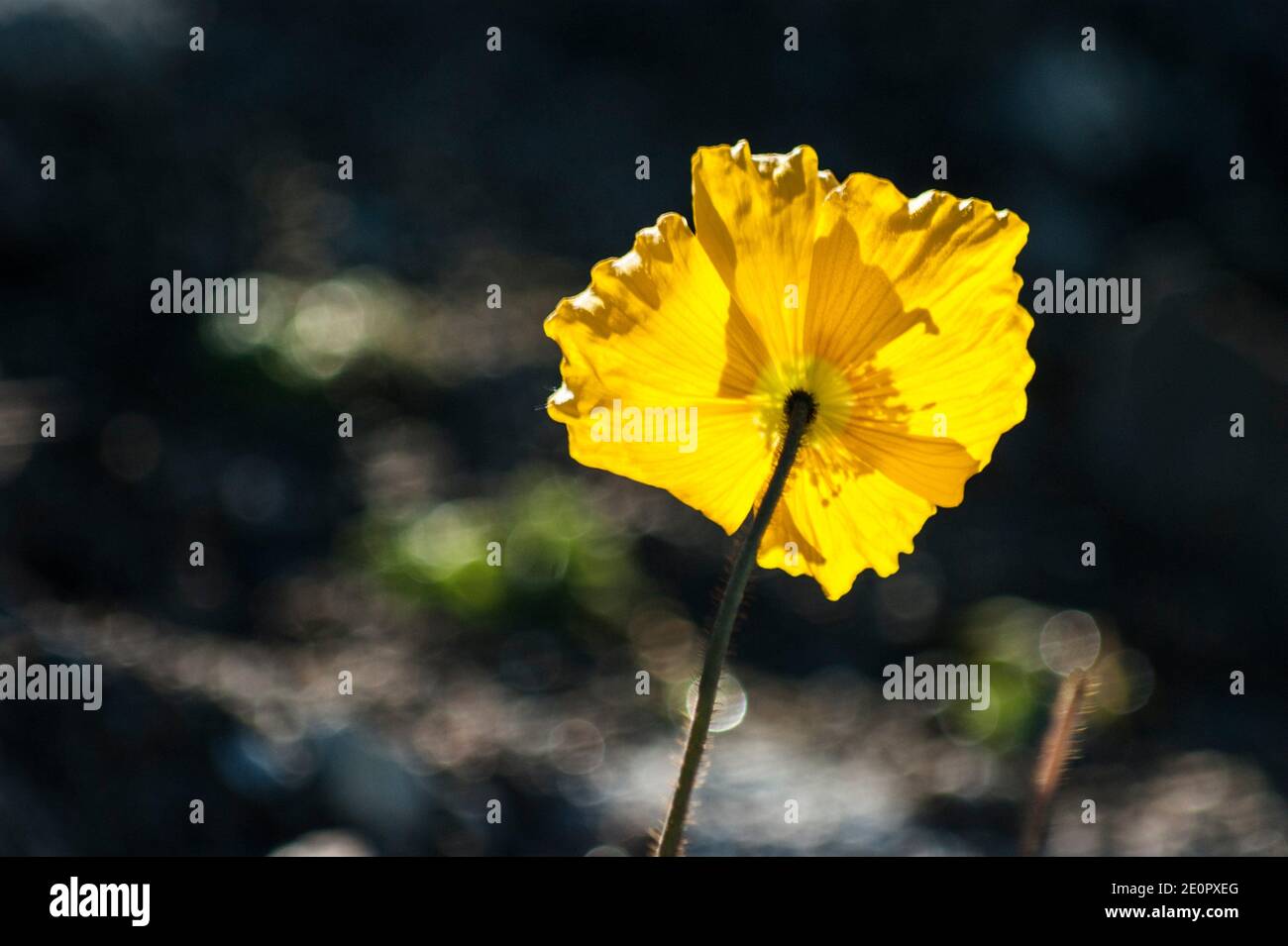 Yellow Arctic poppy (Papaver radicatum). The flora of Qaqortoq. Image