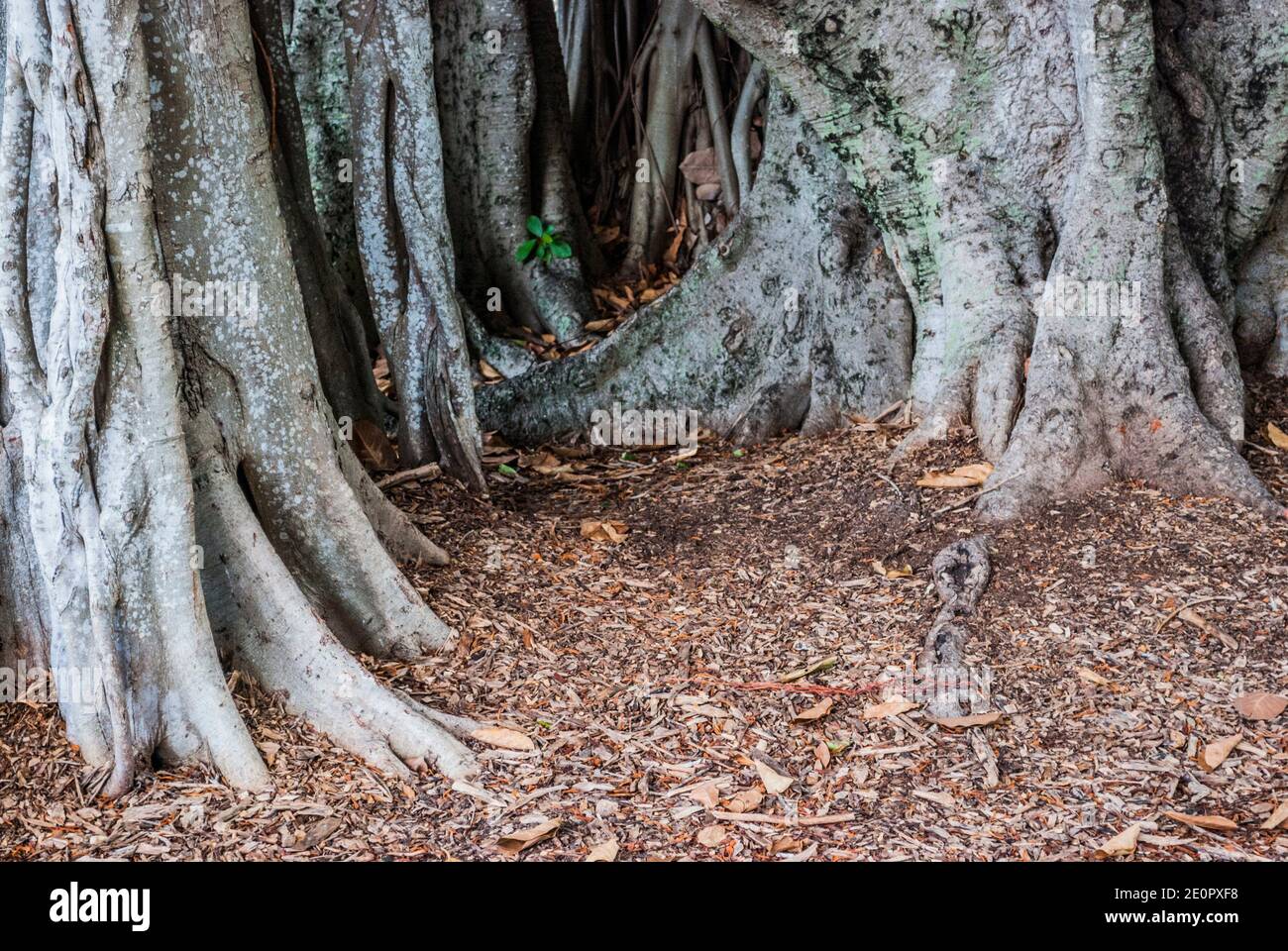 Detail of Ficus trees (Ficus aurea) in South Florida, U. S. A. , North