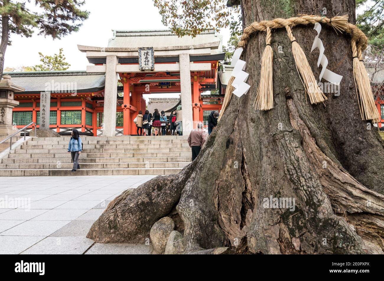 Shimenawa rope around sacred tree in front of Sumiyoshitaisha shrine