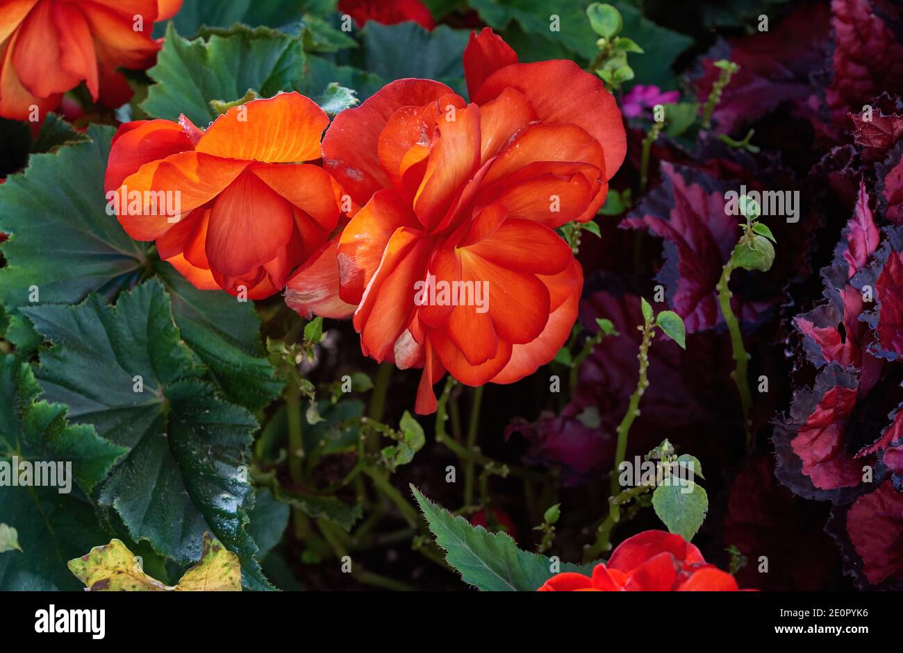 Green park floral flowers hi-res stock photography and images - Alamy