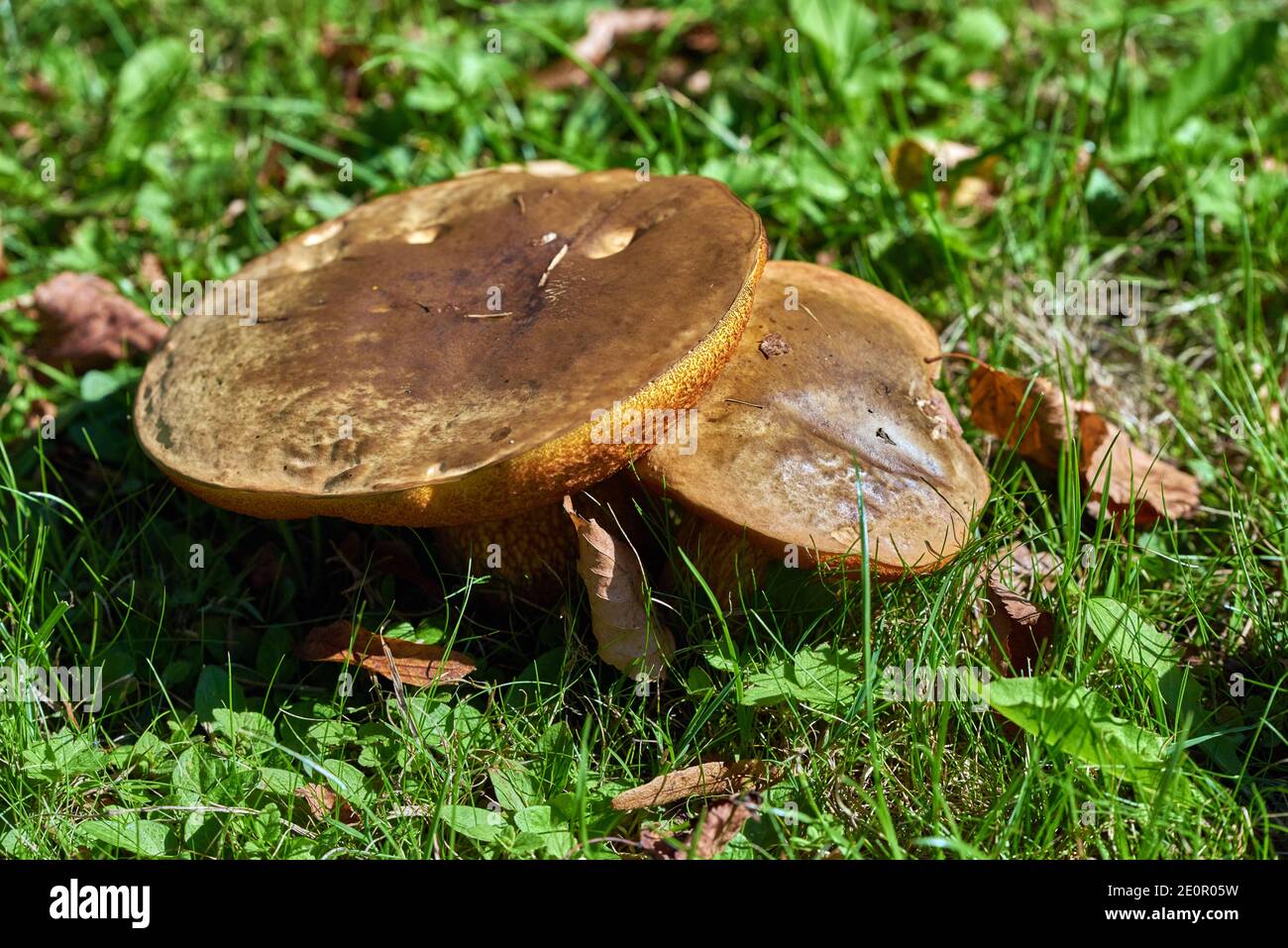 Mushrooms on a sunny field Stock Photo