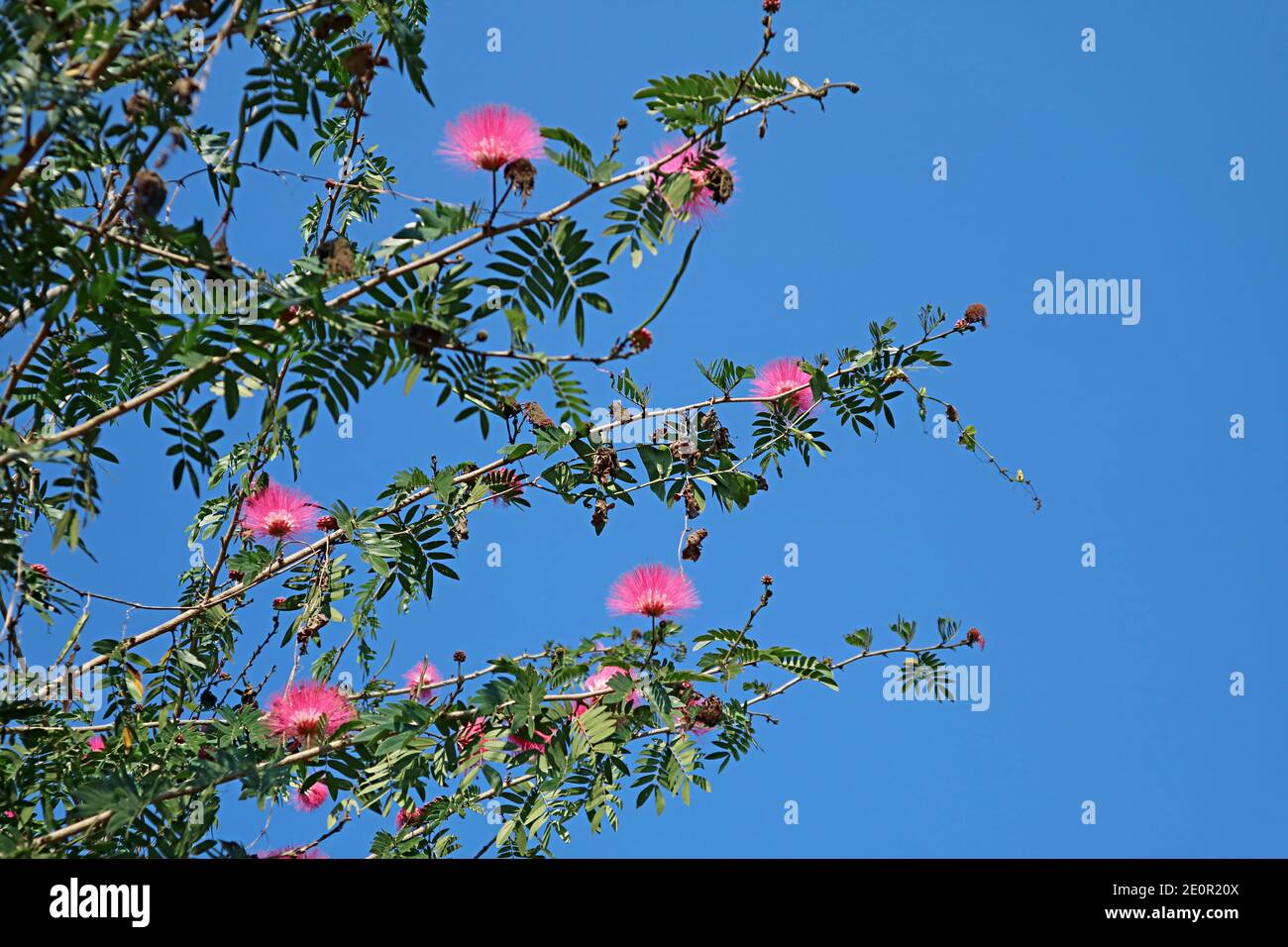 The Flowering Persian Silk Tree against Vibrant Blue Sunny Sky Stock Photo