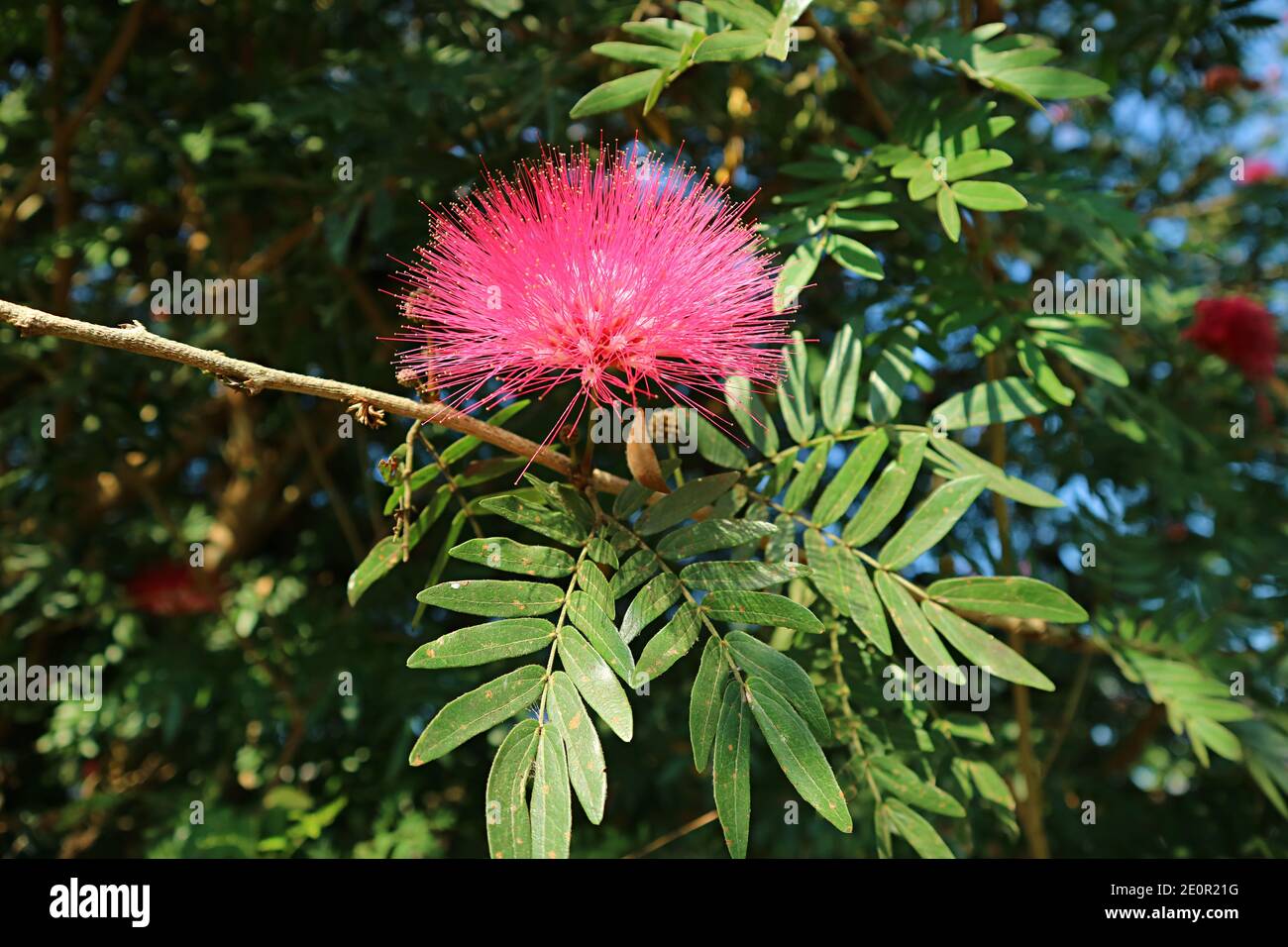 Closeup a Gorgeous Hot Pink Blooming Persian Silk Flower or Albizia Julibrissin on the Tree Stock Photo