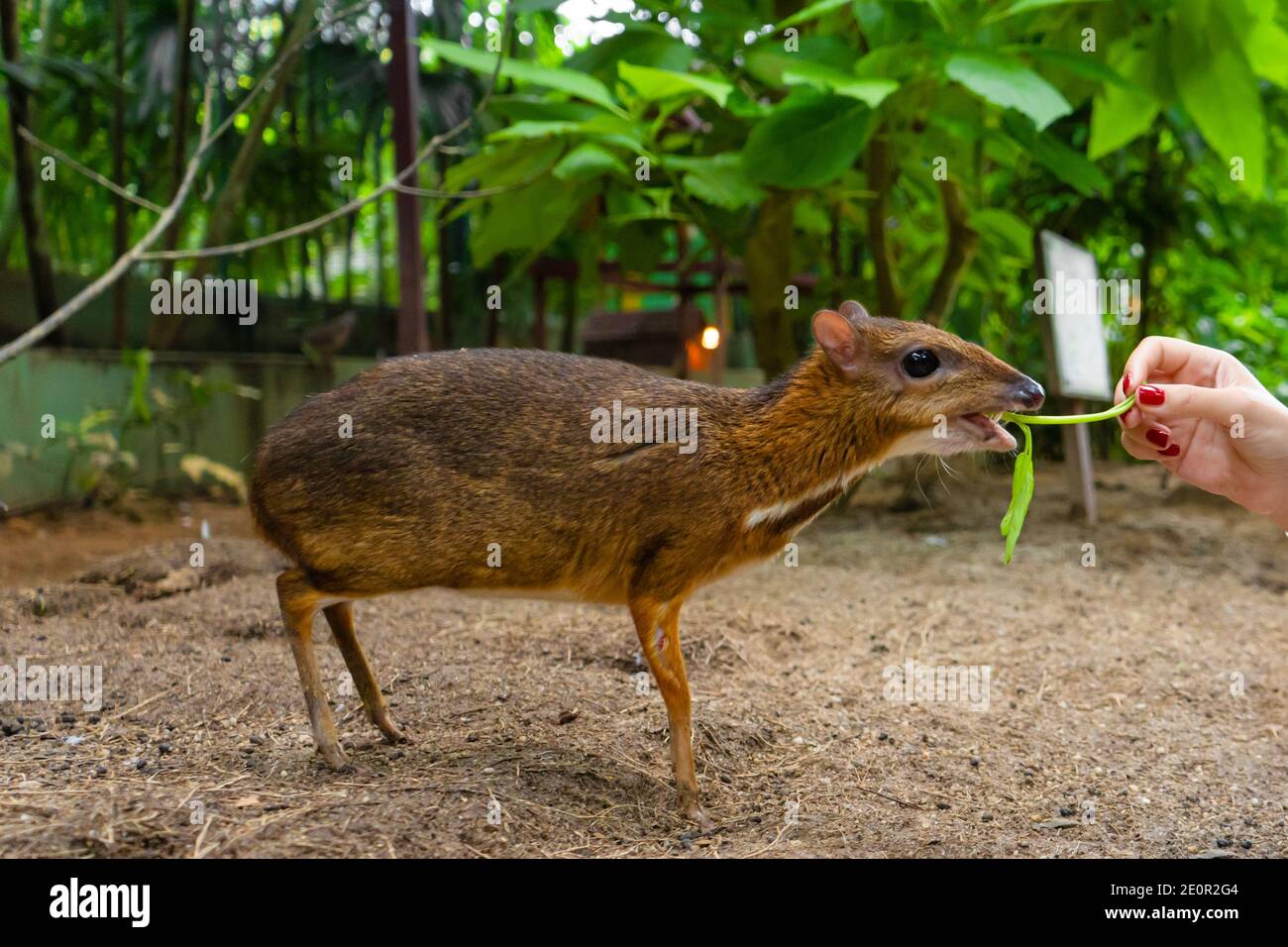 Mouse Deer Zoo Animal High Resolution Stock Photography And Images Alamy