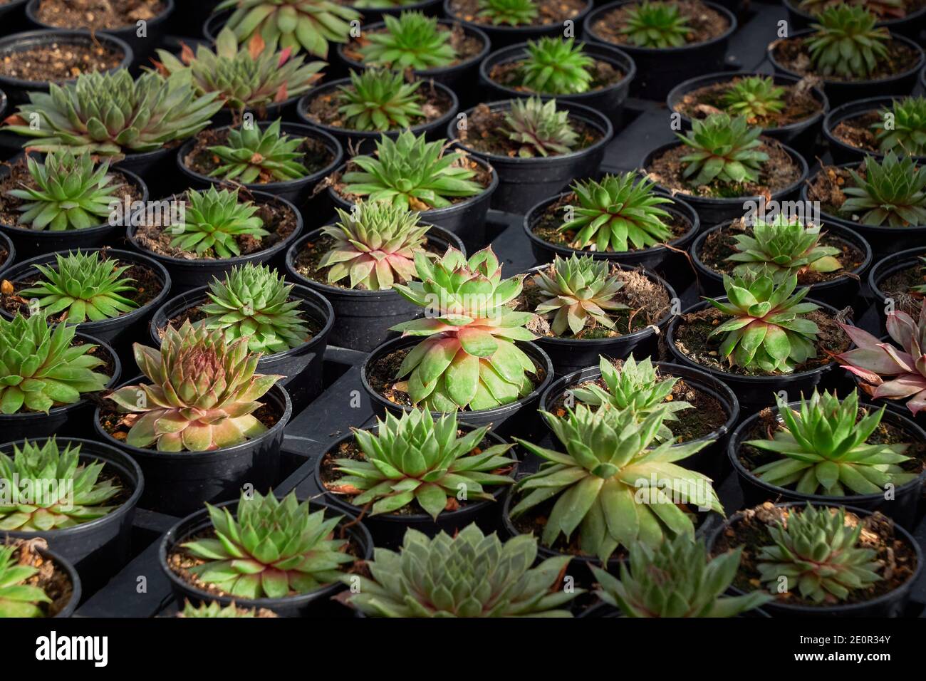 Little Cactuses at a greenhouse Stock Photo