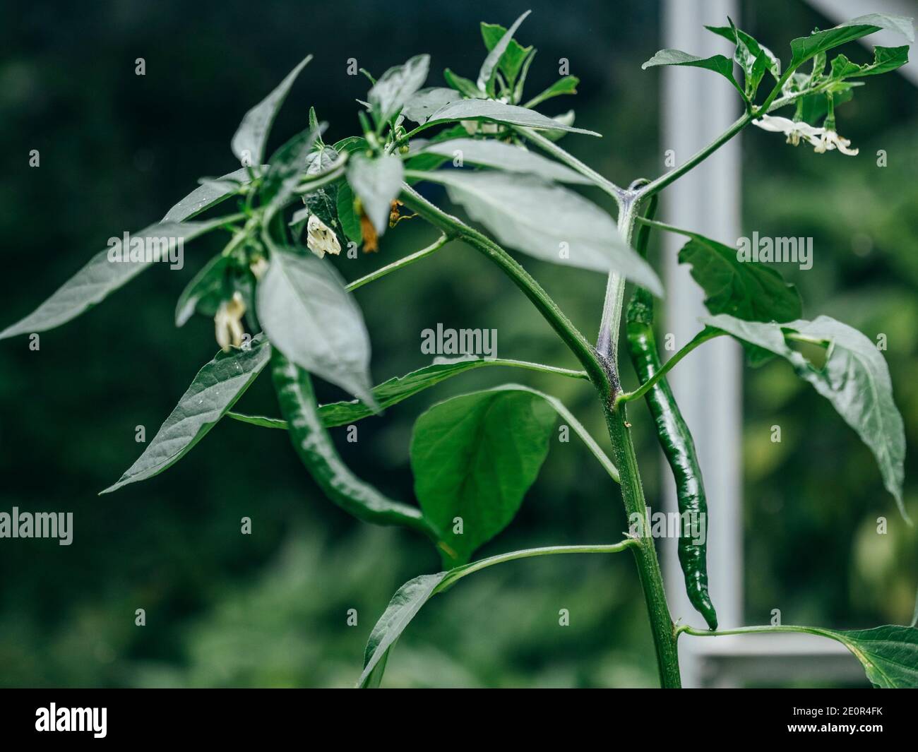 Close up of chilli plant inside greenhouse with white flowers and bearing long thin green chillies Stock Photo