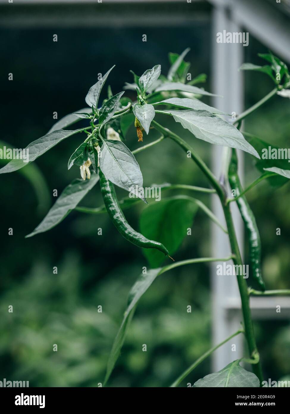 Close up of chilli plant in greenhouse with white flowers and bearing long thin green chillies Stock Photo