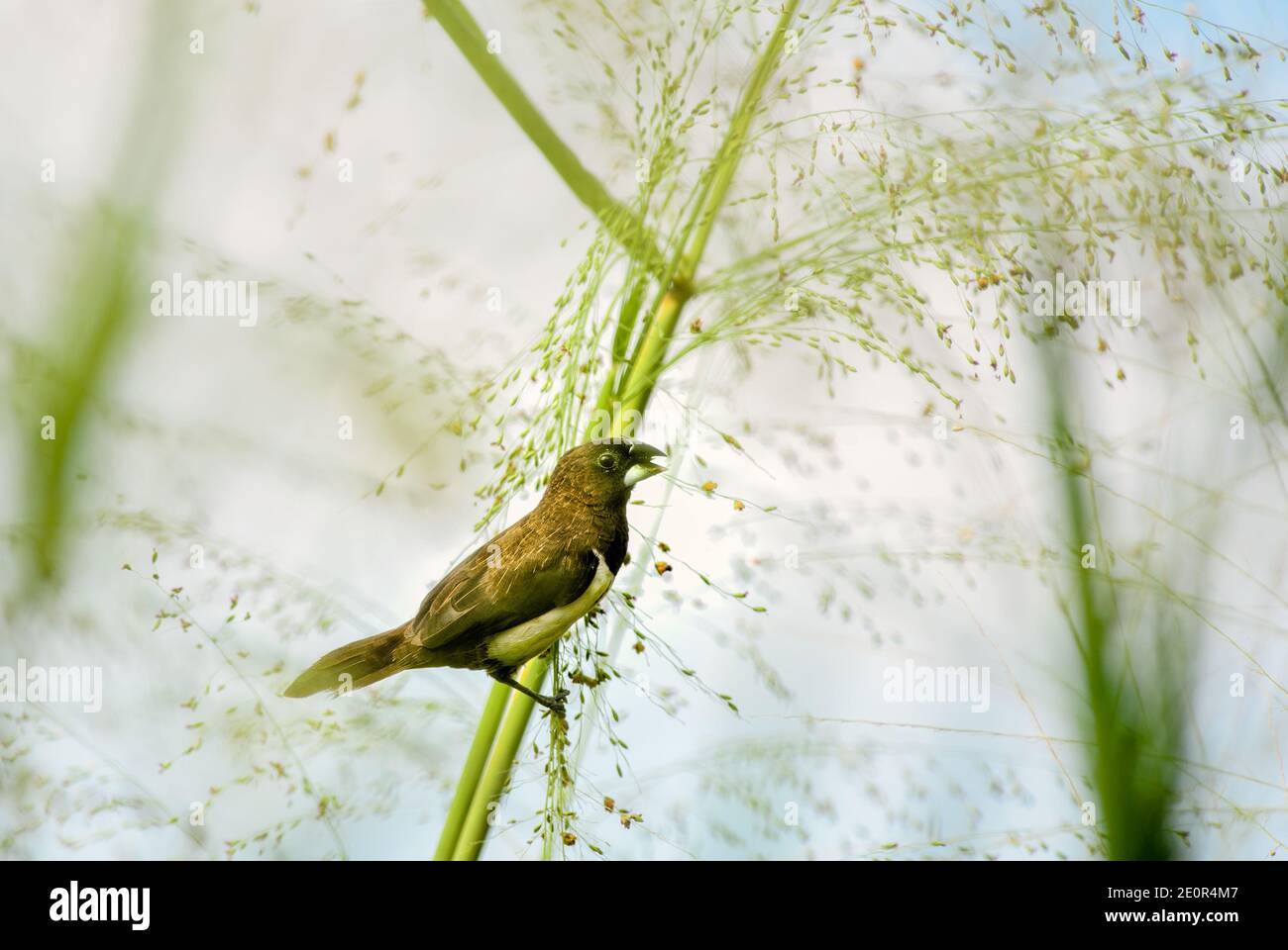 White-rumped Munia - Lonchura striata, beautiful small perching bird from Southeast Asian meadows and grasslands, Sri Lanka. Stock Photo