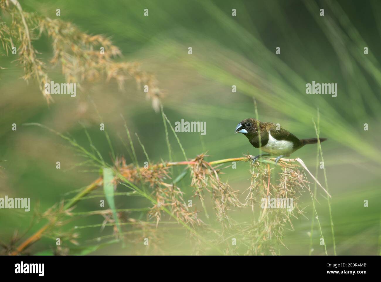 White-rumped Munia - Lonchura striata, beautiful small perching bird from Southeast Asian meadows and grasslands, Sri Lanka. Stock Photo