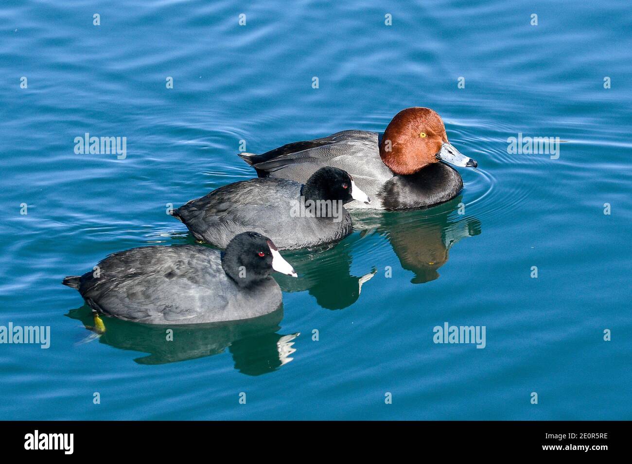 Flotilla of redhead duck and two coots, Kennedy Lake, Tucson, Arizona