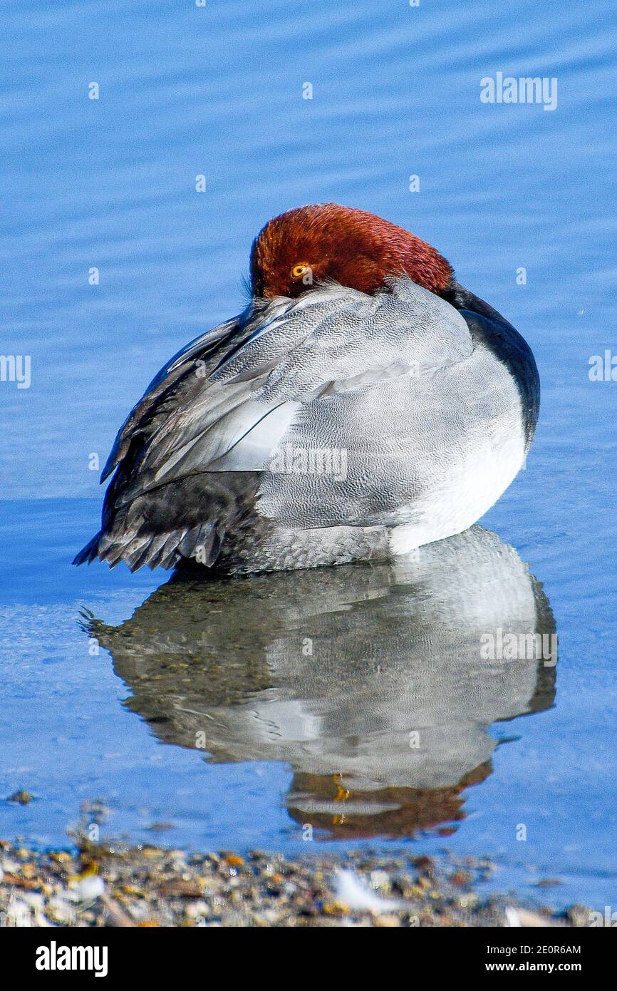 Redhead Duck eyeing the camera, Kennedy Lake, Tucson, Arizona Stock