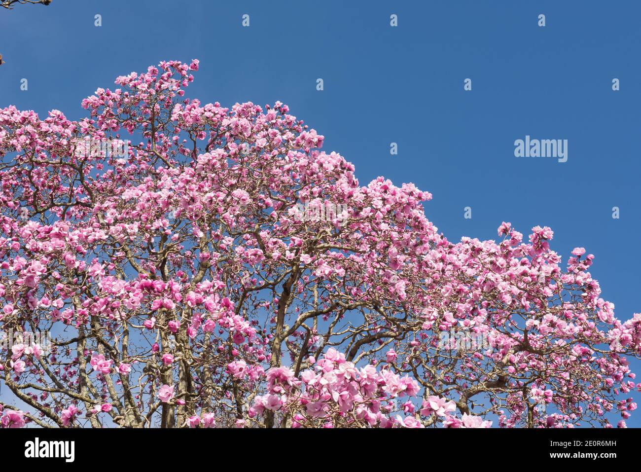 Bright Pink Spring Flowers on a Deciduous Magnolia Tree (Magnolia