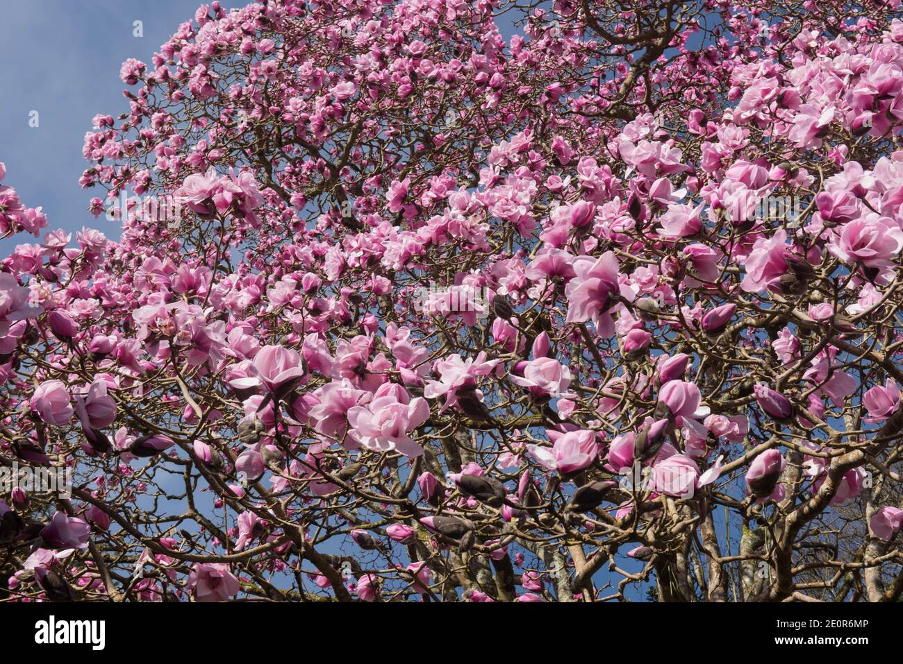 Bright Pink Spring Flowers on a Deciduous Magnolia Tree (Magnolia