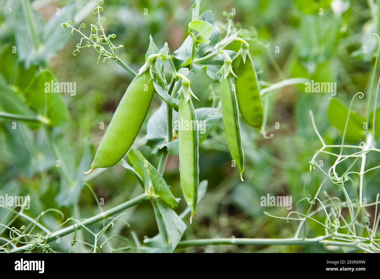 Green pea pods on a branch. Crop of peas. Summer landscape. Stock Photo