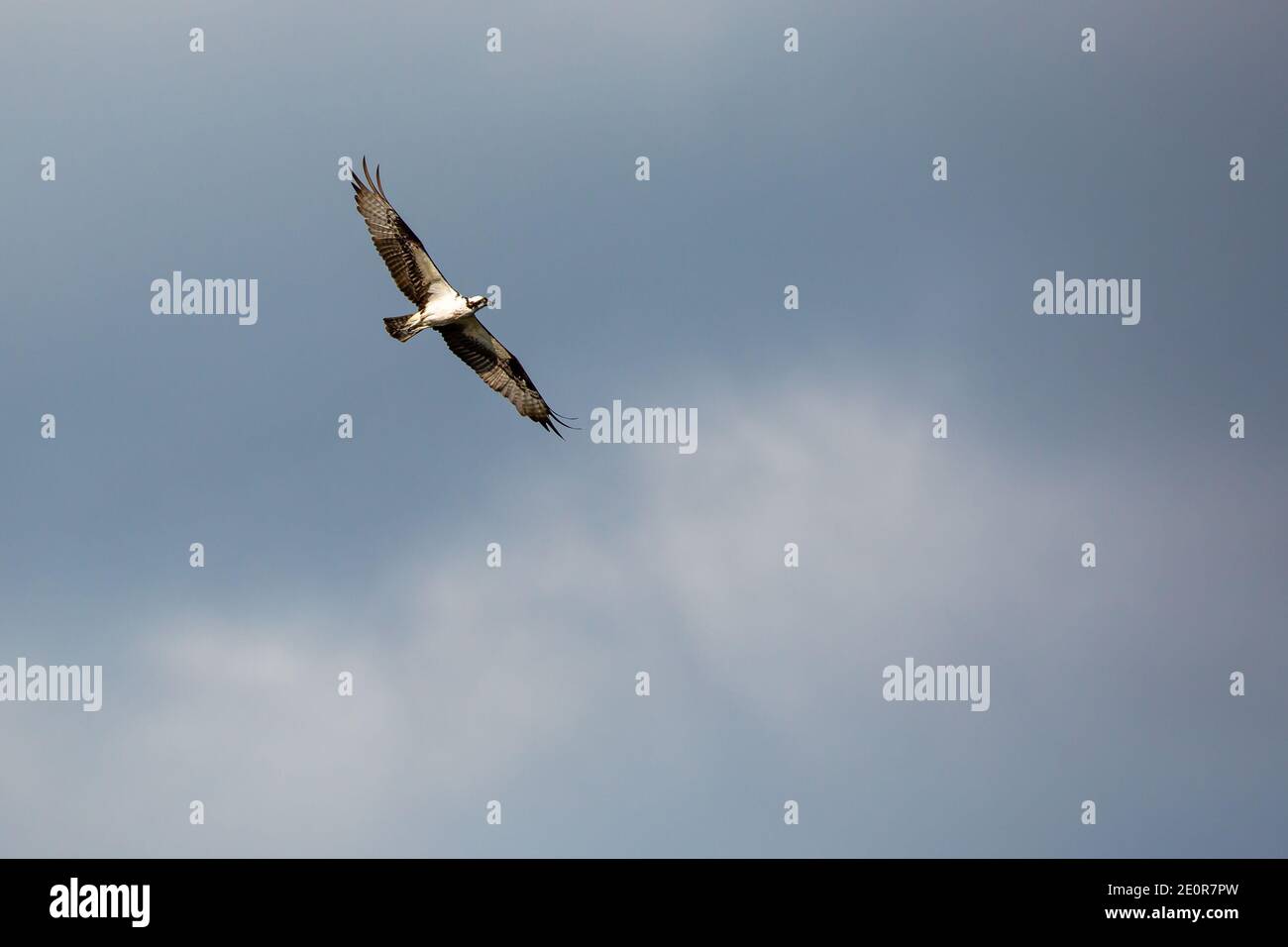 Osprey (Pandion haliaetus) soaring in a blue sky, horizontal Stock Photo