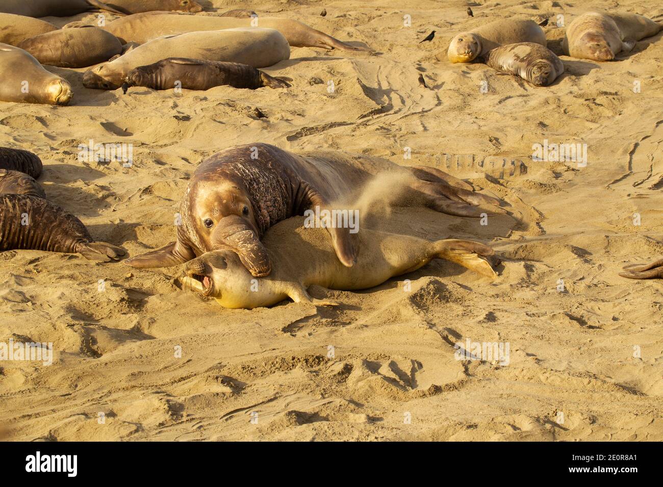 Northern elephant seal (Mirounga angustirostris). Also known as sea elephants.  Mating activity at the Piedras Blancas elephant seal rookery. Female f Stock Photo