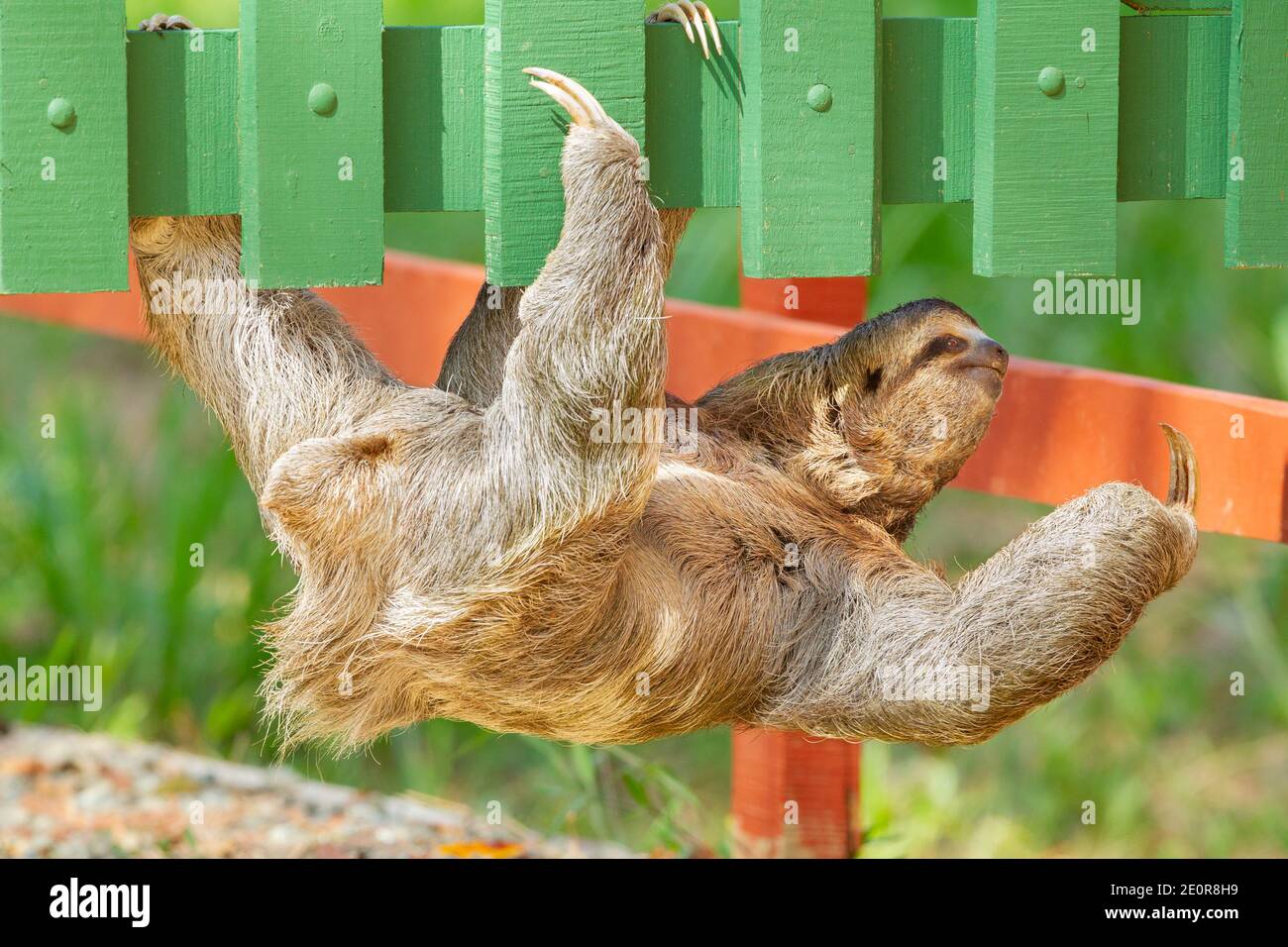 Three-Toed Sloth (Bradypus infuscatus) climbing along the bottom of a wooden fence Stock Photo