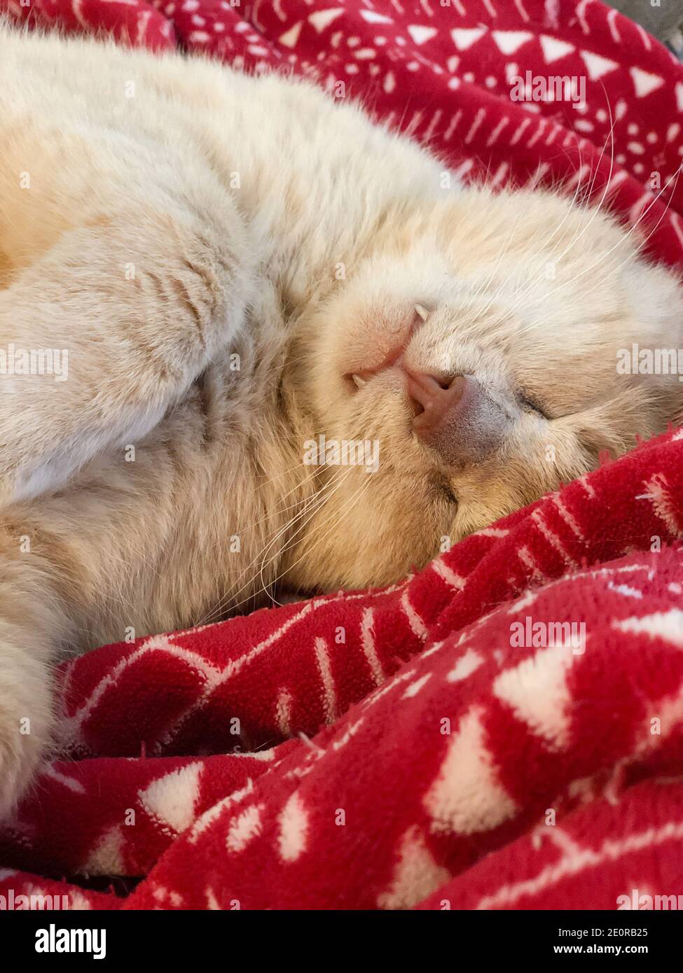 a yellow tabby cat sleeping on the blanket on bed at home Stock Photo