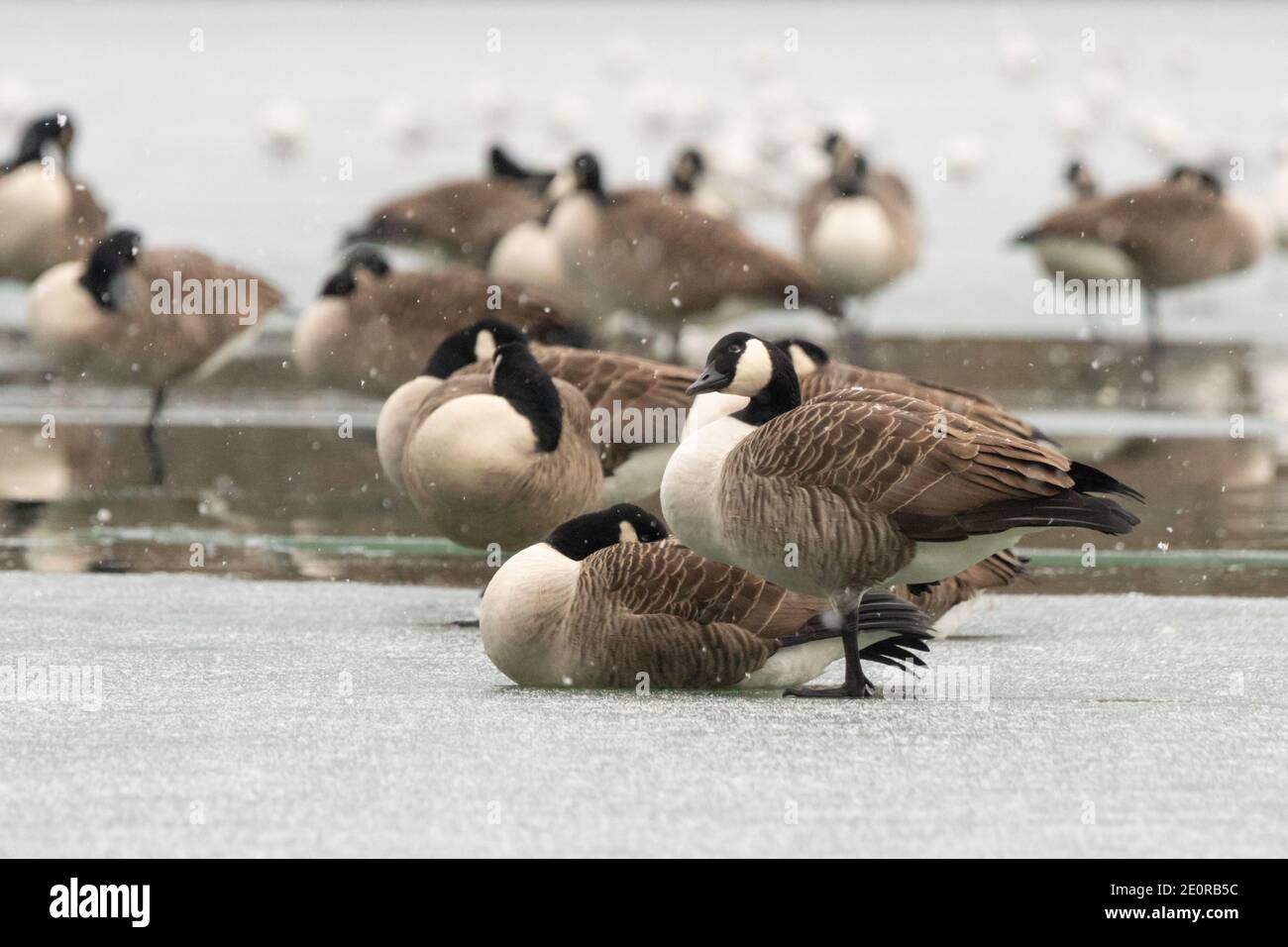 Bolton, England. 2nd Jan 2021. UK Weather. Moses Gate Country Park. A flock of Canada Geese stand on the frozen lake with the one closest to the camera showing curiosity at the falling snow. Credit: Callum Fraser/Alamy Live News Stock Photo