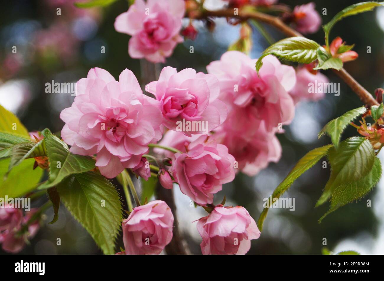 Sakura branch with delicate dense flowers with pink petals and green ...