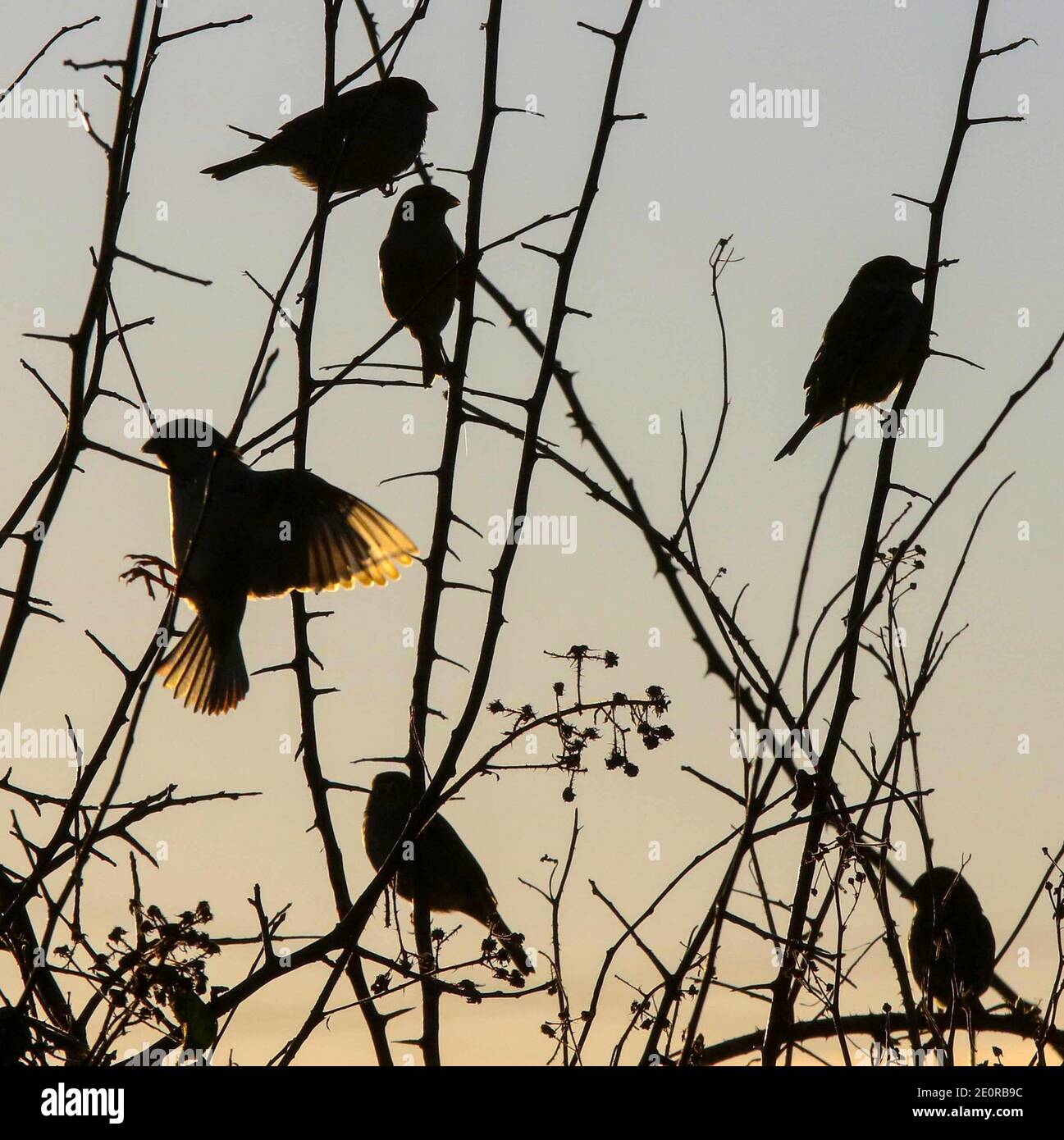 Magheralin, County Armagh, Northern Ireland. 02 Jan 2021. Uk weather - a cold afternoon with long sunny spells. The clear sky means temperatures will again plummet with freezing conditions overnight. Sparrows on winter hedgerow as the January sun sets,.January Credit: CAZIMB/Alamy Live News. Stock Photo