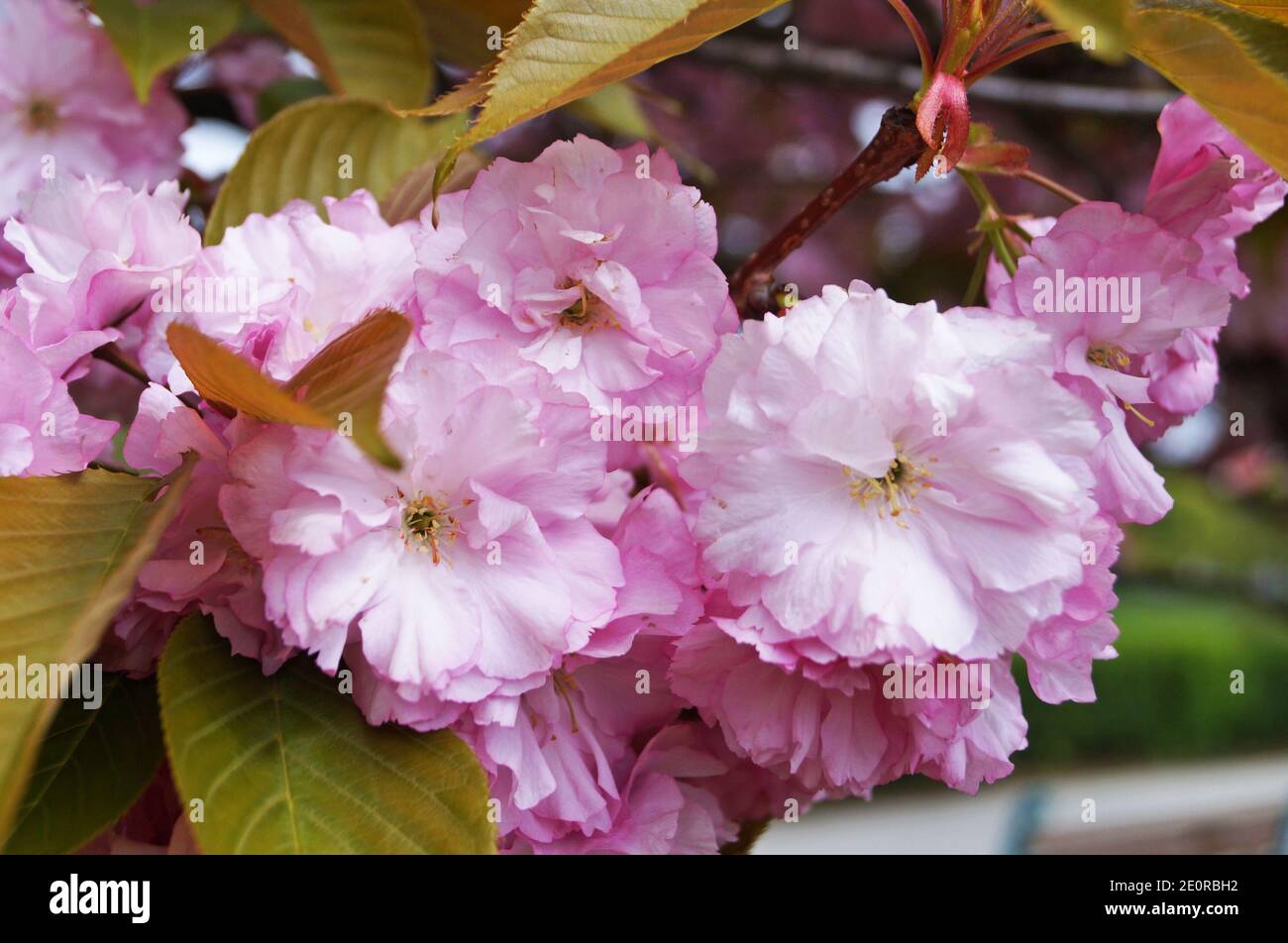 Sakura branch with delicate dense flowers with pink petals and green ...
