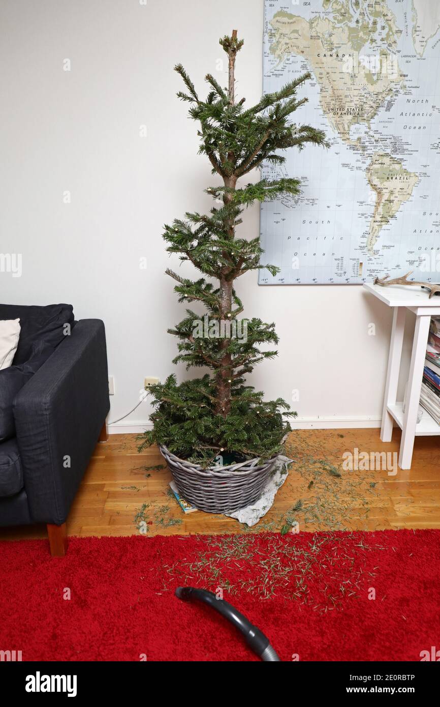 MOTALA, SWEDEN- 1 JANUARY 2021: New Year's Day. Homeowners who are tired of their barren Christmas tree and cut off the branches to throw out the Christmas tree. Stock Photo