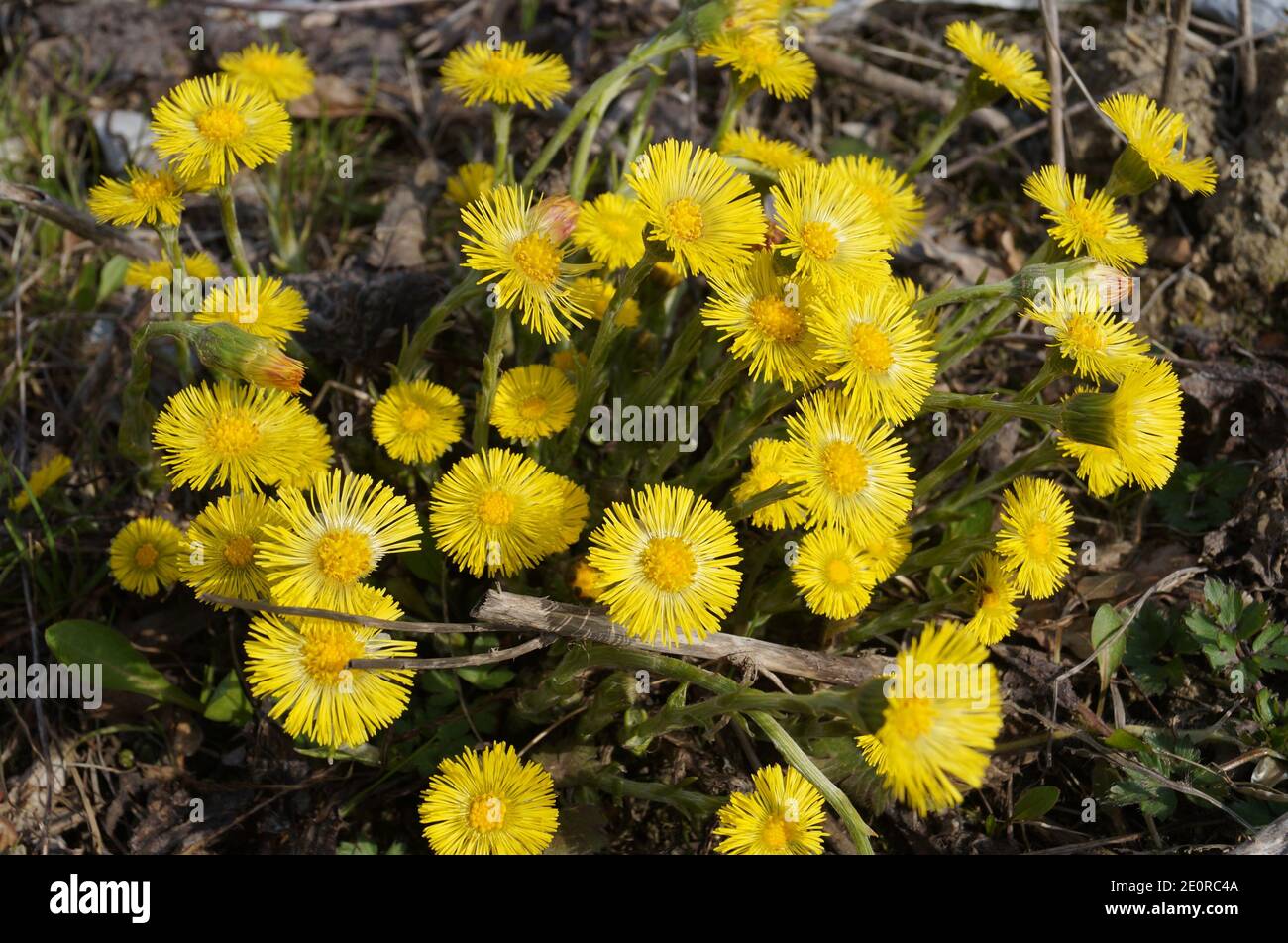 Tussilágo flowers with delicate yellow petals and a yellow center with thin green leaves in a meadow on a sunny day Stock Photo
