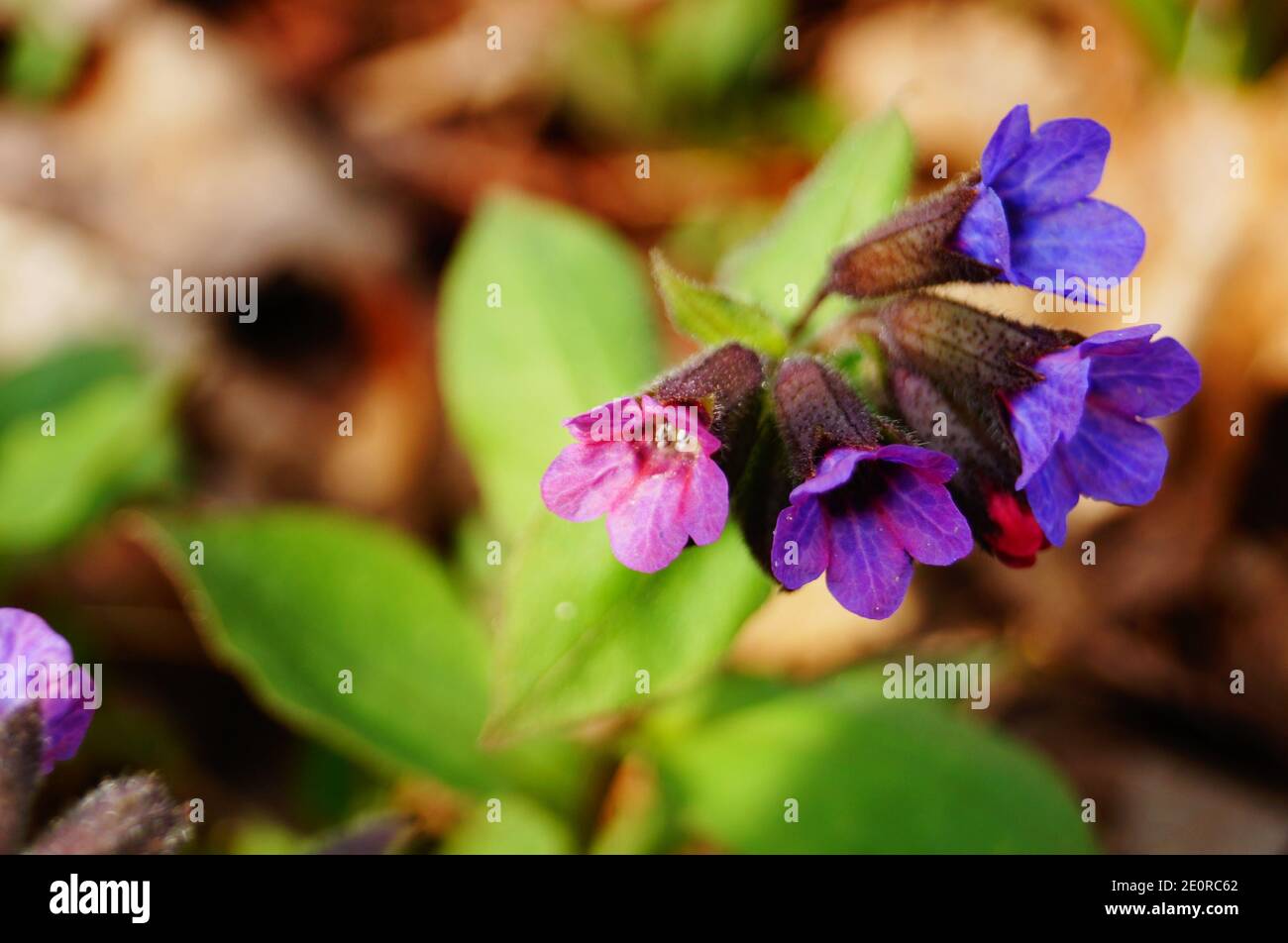 Lungwort flowers with delicate blue, purple and pink petals on a stem with green leaves on a spring day Stock Photo