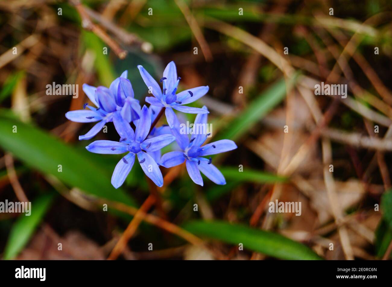 Scílla flowers with delicate blue petals on a stem with green leaves in a meadow on a sunny spring day Stock Photo