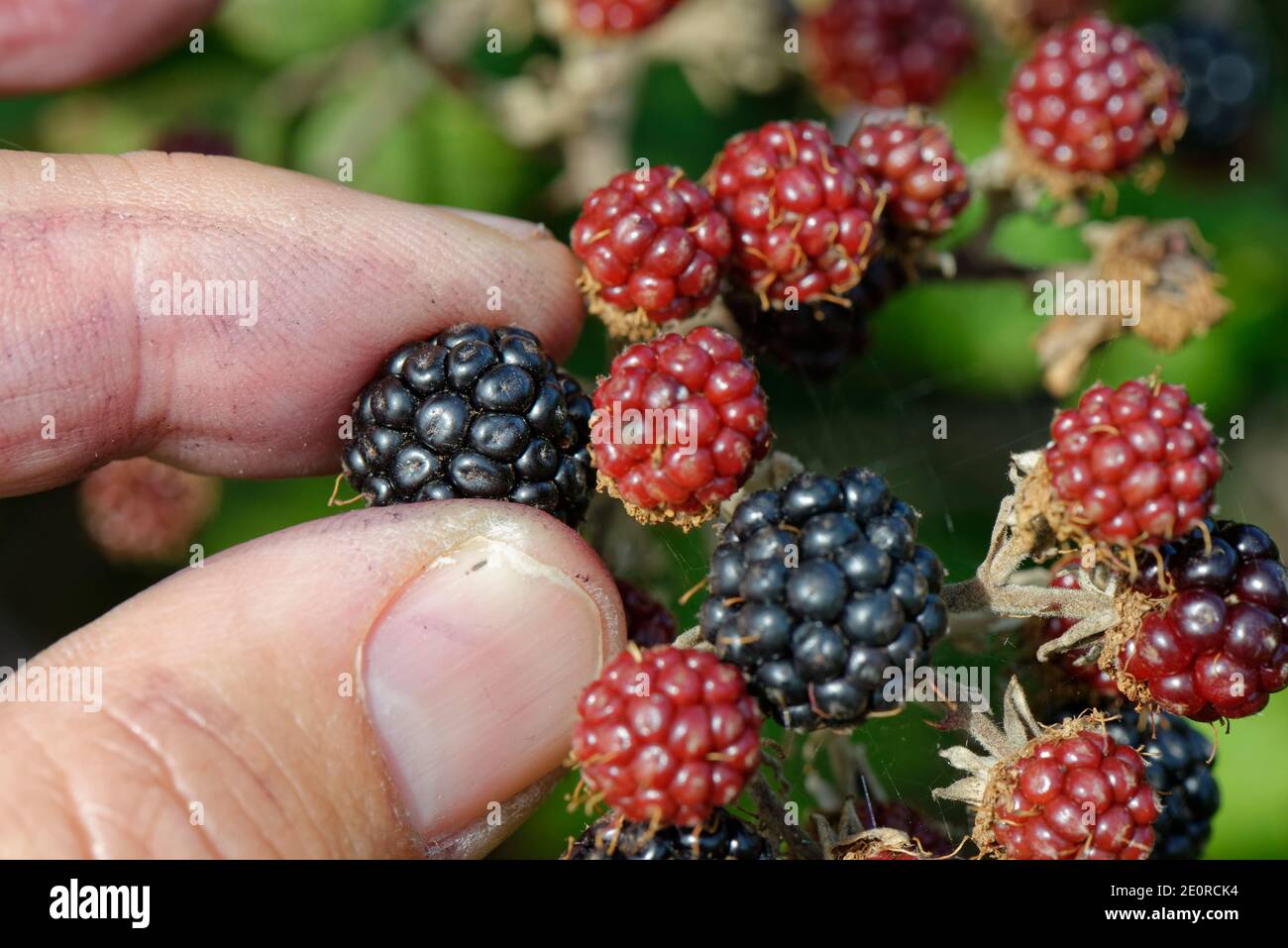 Blackberry (Rubus fruticosus) ripe fruit being picked from a bush in a hedgerow, Wiltshire, UK, September. Model released. Stock Photo