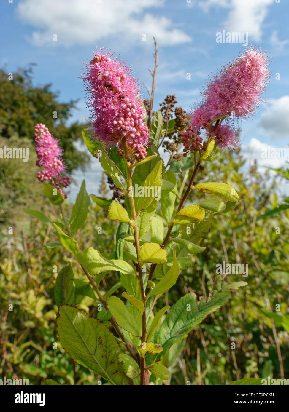Rose spirea / Douglas’ spiraea (Spiraea douglasii), a North American species naturalised in the UK, flowering in a Wiltshire hedgerow, UK, September. Stock Photo