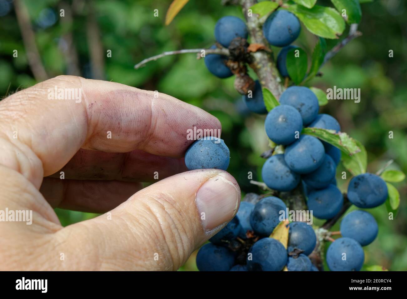 Blackthorn (Prunus spinosa) sloes being picked from a hedgerow bush, Wiltshire, UK, September. Model released. Stock Photo