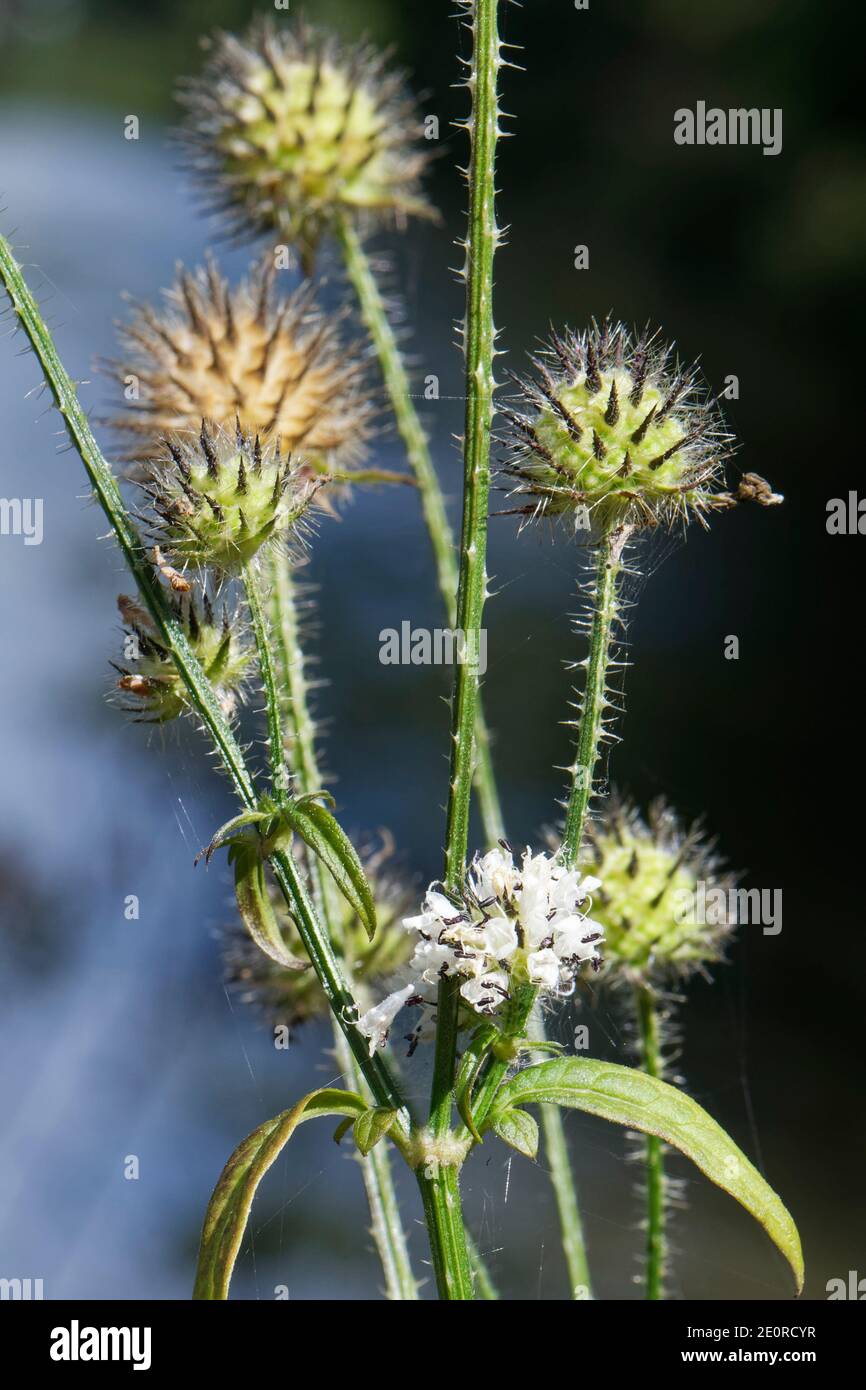 Small teasel (Dipsacus pilosus) flowers and seedheads of this scarce UK plant, by the Kennet and Avon Canal, Limpley Stoke, Wiltshire, UK, August. Stock Photo