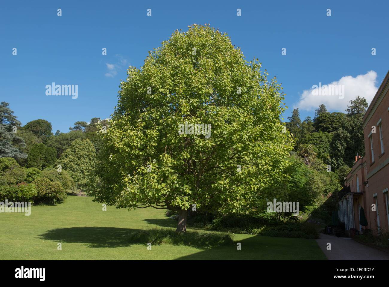 Summer Foliage of a Deciduous Chinese Tulip Tree (Liriodendron chinense) Growing in a Garden with a Bright Blue Sky Background in Rural Devon Stock Photo
