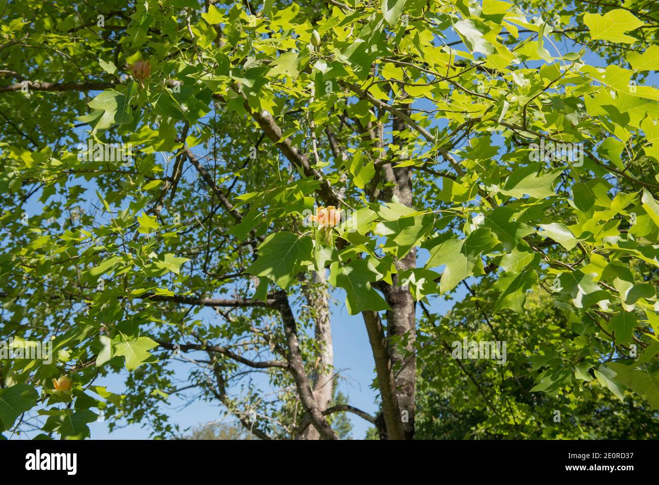 Summer Foliage and Flowers on a Deciduous Chinese Tulip Tree (Liriodendron chinense) Growing in a Garden in Rural Devon, England, UK Stock Photo