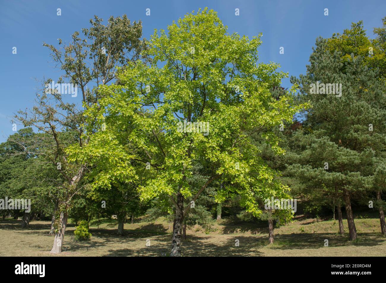 Summer Foliage of a Deciduous Chinese Tulip Tree (Liriodendron chinense) Growing in a Garden with a Bright Blue Sky Background in Rural Devon Stock Photo