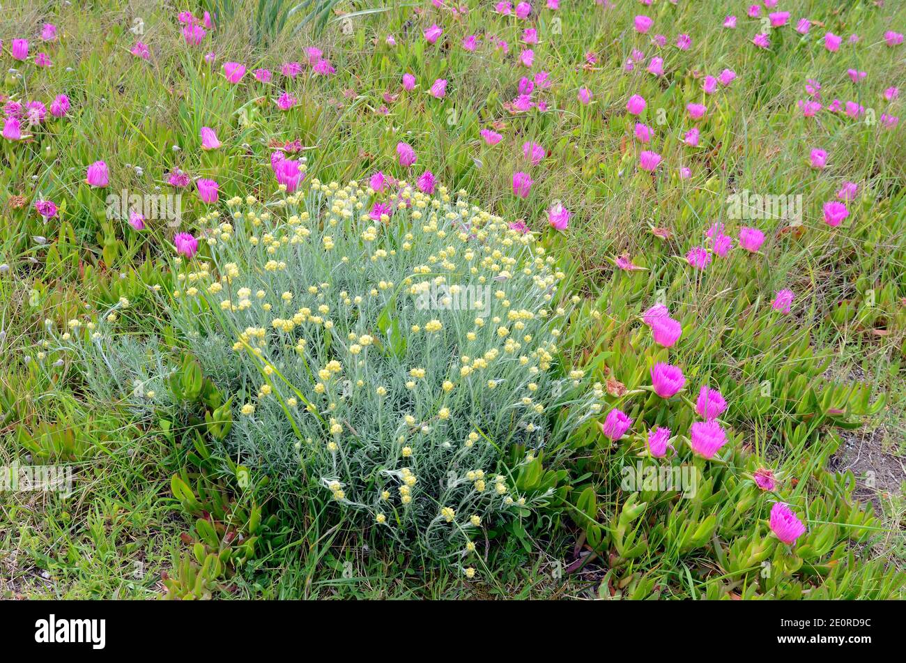 Helichrysum stoechas (indigenous plant) and Carpobrotus edulis (invasive plant) on a dune Stock Photo