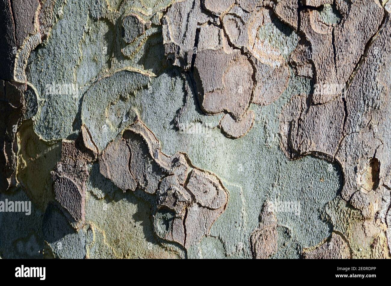 Bark of Platanus x hispanica (or also Platanus x occidentalis) Stock Photo