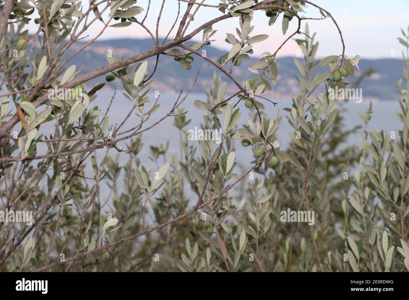 olive tree branch on lake Garda in northern Italy Stock Photo