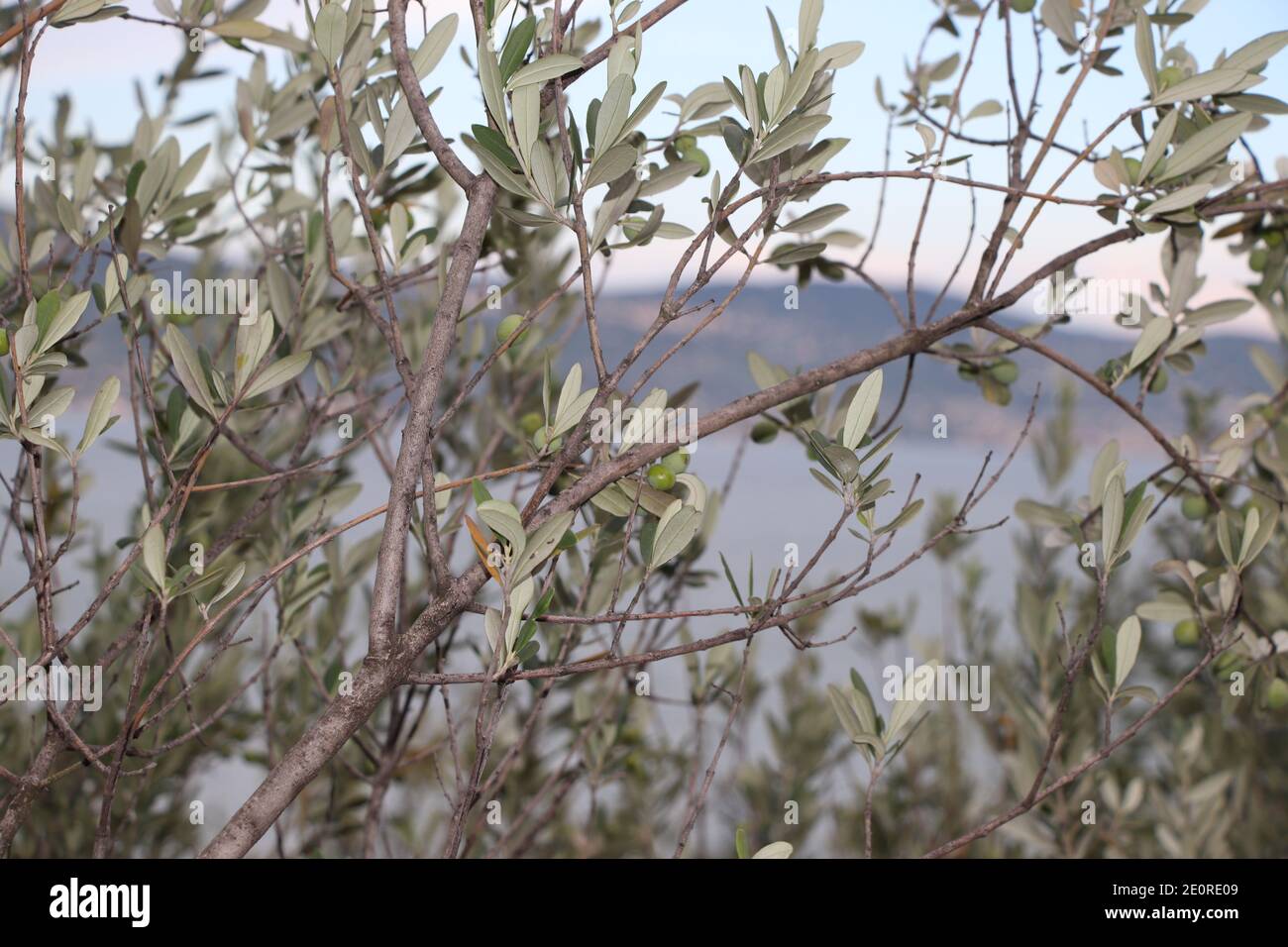 olive tree branch on lake Garda in northern Italy Stock Photo
