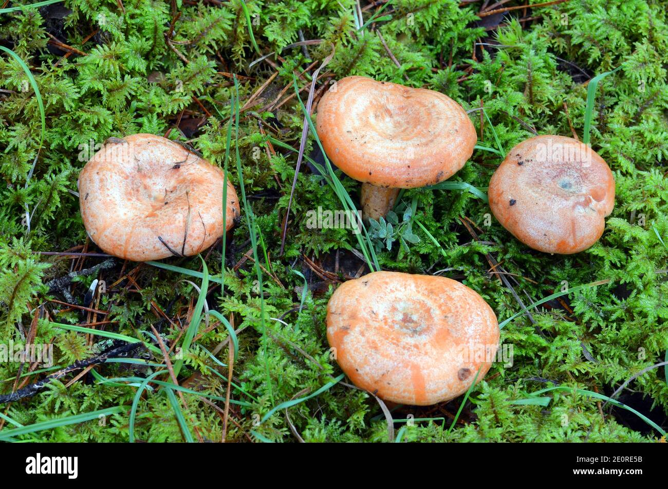 Lactarius deliciosus, an edible wild mushroom prized for its flavor Stock Photo