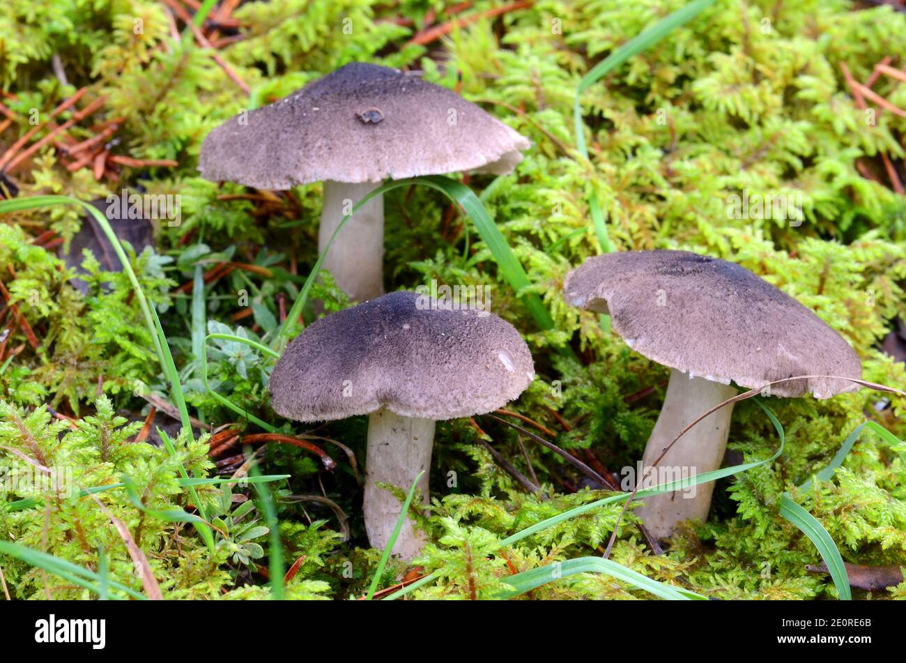 Tricholoma terreum, an edible wild mushroom prized for its flavor that grows in pine forests Stock Photo