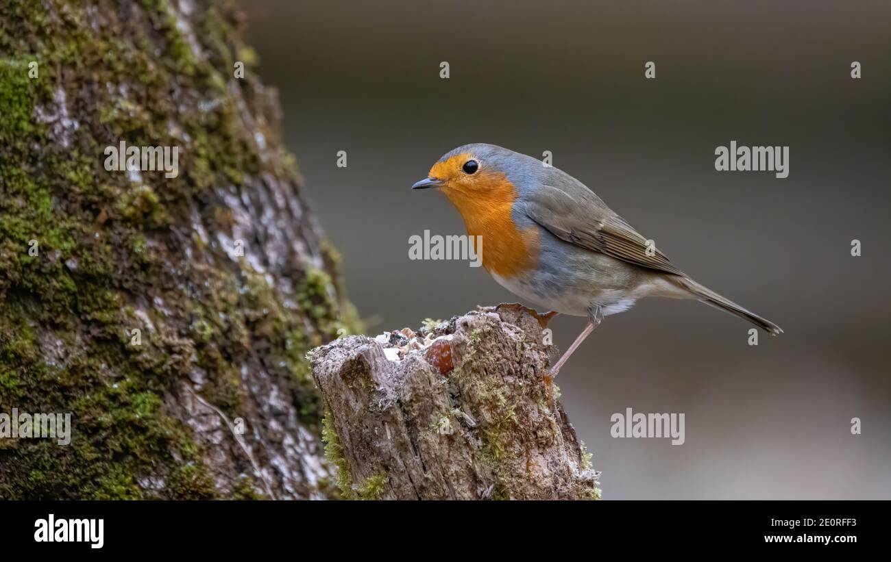 bird, robin, natur, wild lebende tiere, tier, rot, wild, ast, winter, rotkehlchen, bird Stock Photo