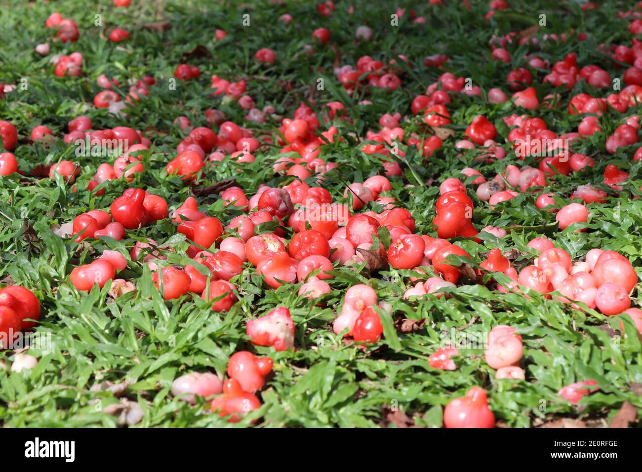The jumbu fruits have fallen to the ground and are scattered under the jumbu tree. It makes color deference between green and red. Stock Photo