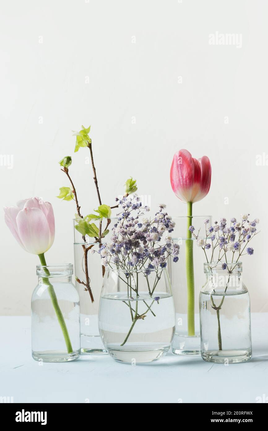 Pink tulip and fresh birch branches distorted through liquid water in glasses on white background. Vertical Spring composition. Stock Photo