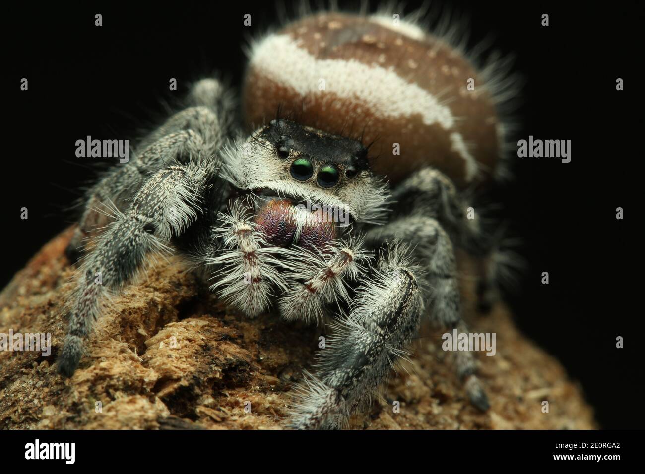 Cute jumping spider (phidippus regius) on black background. Stock Photo