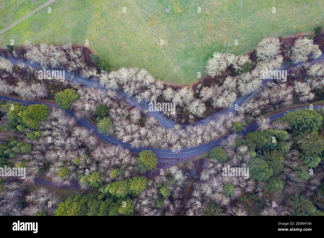 Seen from the air, Redwood trees, Sequoia sempervirens, grow alongside